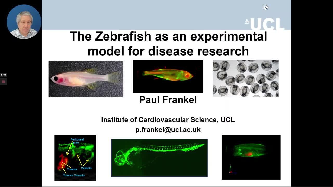 experimental zebra fish